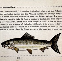 Ouananiche 1939 Fresh Water Fish Art Gordon Ertz Color Plate Print PCBG20 - £23.69 GBP