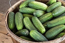 PWO 25 Seeds Carolina Cucumbers 55 Days Harvest Hybrid Cucks Pickling Slicing Pl - $4.39