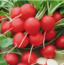 From Usa Radish Cherry Belle Heirloom Popular Root Vegetable Heirloom Non-GMO 25 - £3.56 GBP