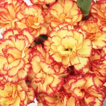100 pcs Yellow Orange Carnation Seedss Dianthus Flowers Seeds Flower Perennial - £10.79 GBP