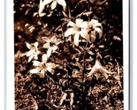 RPPC Mountain Lilies In Oregon OR Sawyer&#39;s Postcard V6 - $3.91