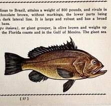 Jewfish 1939 Salt Water Fish Art Gordon Ertz Color Plate Print Antique P... - $29.99