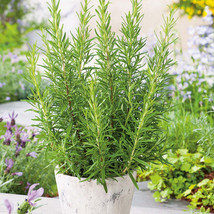 Rosemary Seeds 50 Seeds Heirloom Non Gmo Herb Seeds 1163 Fresh Garden Beautiful - £7.15 GBP