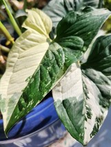 &#39;White Knight&#39; Syngonium Podophyllum Albo-Variegatum Marble Variegated - £11.10 GBP