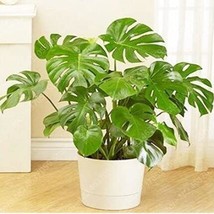 100 Green Palm Turtle Leaves Monstera Seeds - $10.99