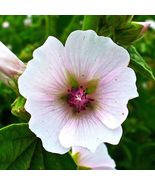 Marshmallow Plant Seeds  For 2025 Planting Medicinal Marsh Mallow Flower... - $13.95