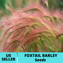 50Pcs Foxtail Barley Ornamental Grass Seeds Hordeum jubatum Seed - £14.98 GBP