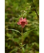 SDC Sesamum Alatum Winged Seed Sesame 10 Seeds Easy Grow - $16.20