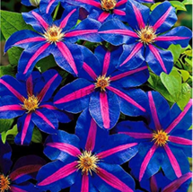 100 Clematis Clematis Montana Mayleen Pink Vine Flowers Plant Flores Vines Climb - $11.26