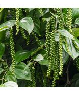 Black Pepper Live Plant Piper Nigrum Rooted Plants Without Leaf Fast Growing - $354.99 MXN - $822.35 MXN