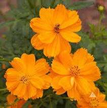 Dwarf Orange Sulphur Cosmos Seeds Cosmos Sulphureus 500 Seeds For Planting - £13.43 GBP