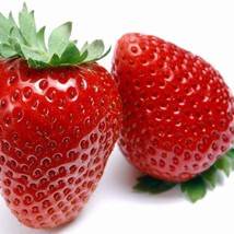 Eversweet Strawberry 25 Seeds Super Sweet Bears Fruit All Summer US Seller Fast  - £6.85 GBP