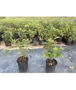 SEPTH PRIME ARK FREEDOM  Thornless Blackberry 2yr Old Plant In A  1gal Pot - €37,93 EUR