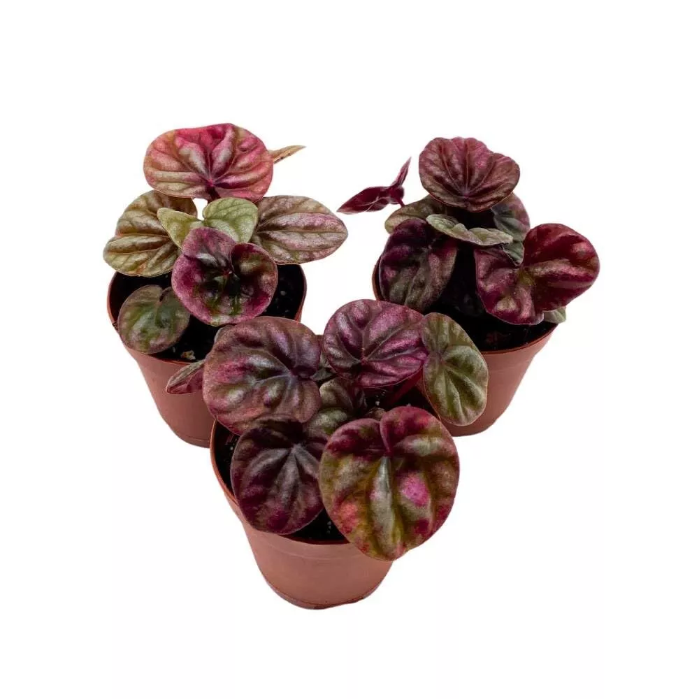 Peperomia S inumi 2 in Set of 3 Red Emerald Ripple Pep Caperata - £32.46 GBP