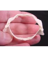 (SJ-40) 2&quot; Cat SHARK jaw sharks jaws teeth tiny small educational Scylio... - €7,72 EUR