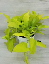 SEPTH Pothos Neon -epipremnum aureum, Epipremnum Pinnatum live Plant-in 6&quot;&quot; pot - £41.01 GBP