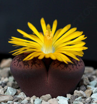 SRN Lithops Aucampiae Living Stone Mesemb Pebble Rock Succulent Seeds 50... - $22.24