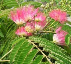 10 SEEDS - Silk Tree - -Mimosa -Read Full Description-  - Albizia julibr... - £3.17 GBP