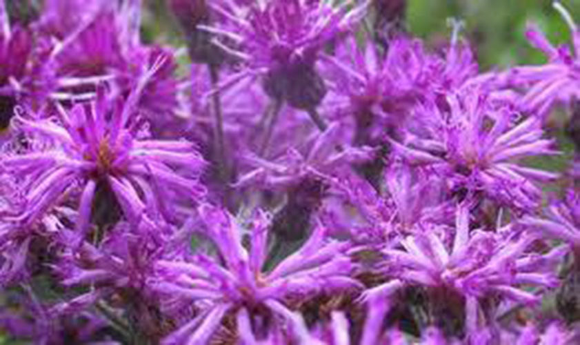 10 Giant Veronia Gigantia Seeds-1149A