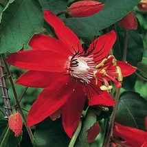 15 seeds Red Passion Flower (Passiflora  house plant  garden flowers Fro... - £7.91 GBP