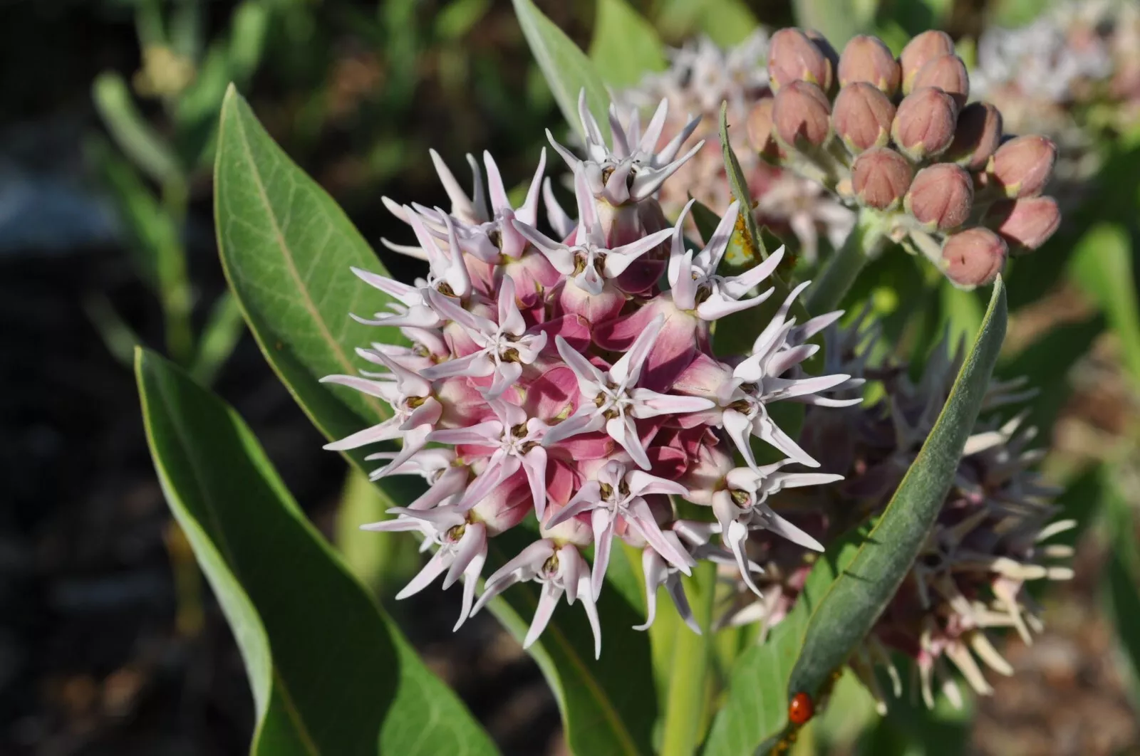 LWS Showy Milkweed Asclepias Butterfly Weed Non Gmo Herb 75 Seeds Fast Shipping - $9.50