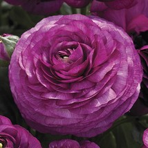 USA Seller Ranunculus Seeds Mache Purple 25 Seeds Seeds Fast Shipping - £14.48 GBP