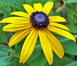 Black Eyed Susan 500 Seeds Beautiful Vivid Bright Colorful Flowers - £10.76 GBP