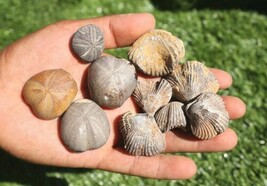 Fossil Collection: 4 Fossilized Sea Urchins and 6 Authentic Brachiopods... - $26.73