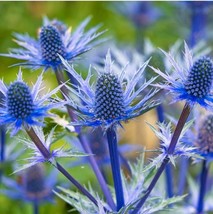 20 Flax Blue Sea Holly Dormant Seeds For Spring Summer Blue Colorful Fas... - $8.97