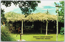 Worlds Largest Rosebush Tombstone Arizona Postcard  - £4.50 GBP