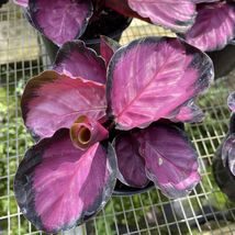 FROM US Ornamental Live Plant 10”-20” Calathea (Purple Peacock Plant) TP15 - £46.05 GBP