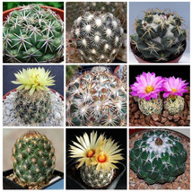 US Seller 10Pcs Coryphantha Mix Seeds Semi Cactus Sementi Succulent Plants New F - $12.36