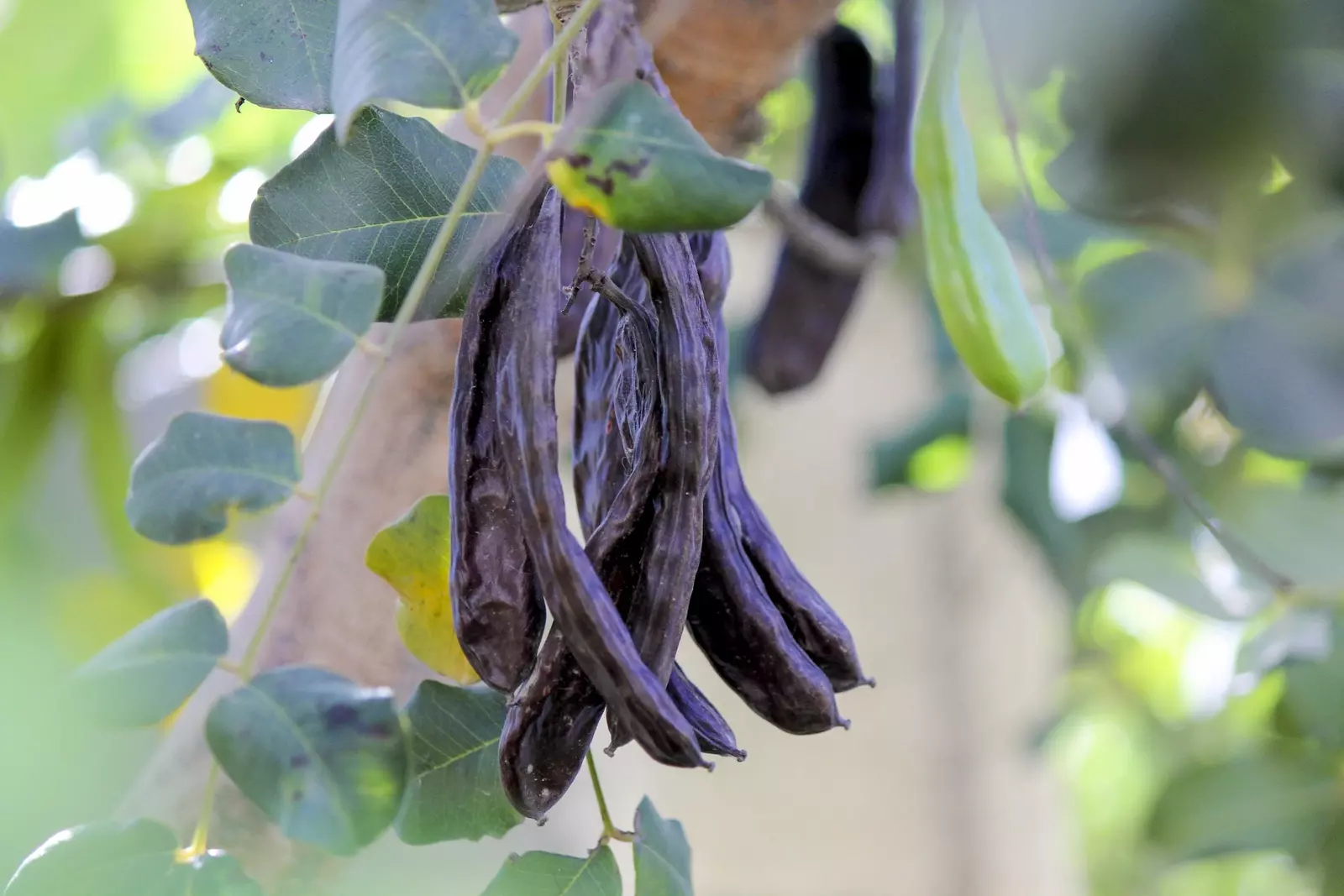 20 Carob Tree Saint John S Bread Ceratonia Siliqua Edible Fruit Pods Tree Seeds  - £12.65 GBP