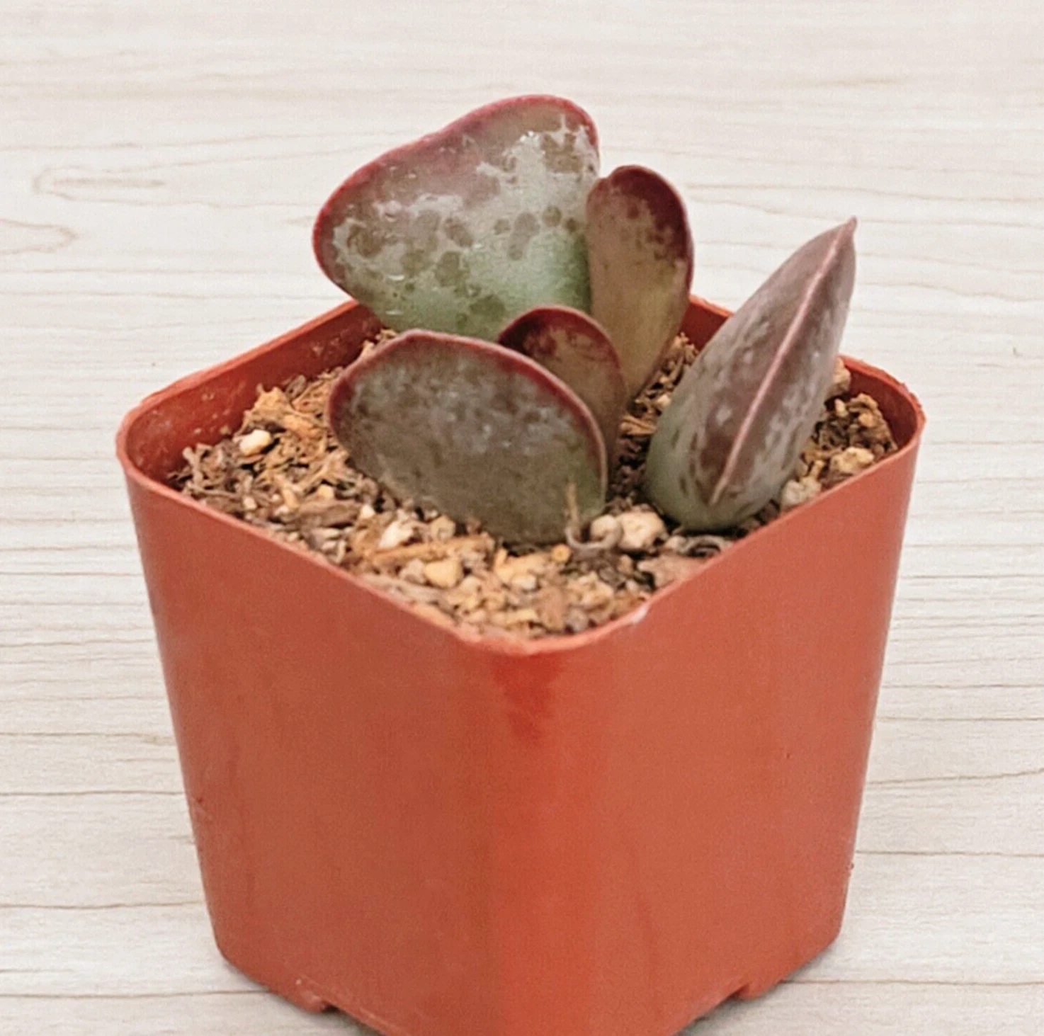 Succulent Plant - Adromischus Maculatus : Calico Heart - Live Plant In 2... - $15.50