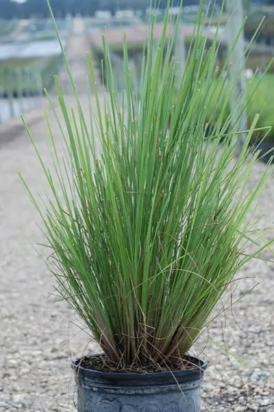 Fakahatchee Grass Dwarf Extra Large 3 Gallon Plants Tripsacum dactyloides - £73.82 GBP