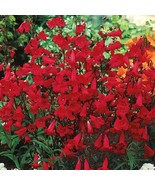 Penstemon EATON&#39;S Red Hummingbird Perennial Beardtongue USA Non-GMO 200 ... - £7.97 GBP