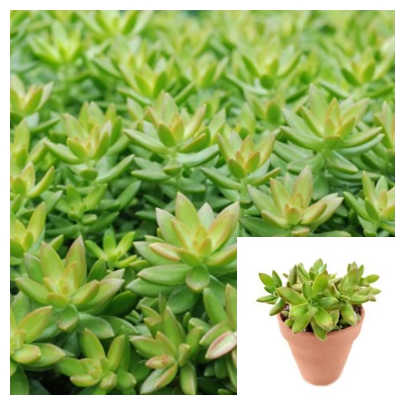 Sedum Adolphi Raym 4Inches Pot Plant Coppertone Stonecrop Plant Nussbaum... - $13.61