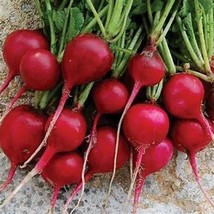 KKG 50 Radish Early Scarlet Globe Organic Edible Vegetable Garden Fresh ... - $7.89