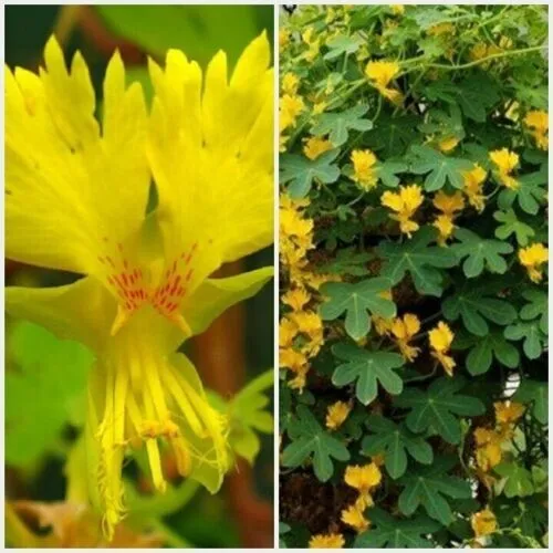 Canary Nasturtium Indian Cress Yellow Creeping Annual Flowers 50 Pure Seeds Fres - £7.85 GBP