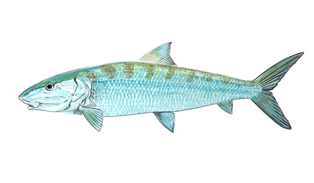 Bonefish Fish High Quality Art Decal Truck Boat Cup Cooler Tacklebox Lap... - $6.95+