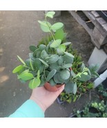 Silver Dollar Plant | Xerosicyos Danguyi | 4in pot | Cuttings | String o... - $24.70 CAD