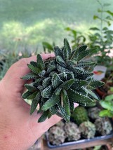 Succulent Haworthia Attenuata Enon 2.5&quot; pot Live Plant - $7.92