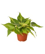 Philodendron &#39;Brasil&#39;-4&quot; Pot - $47.65 CAD