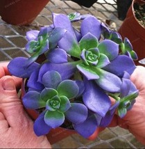 African Blue Cactus Seeds - $7.99