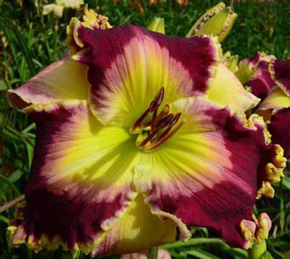 Hybrid Mix Yellow Daylily Flowers, 50 PCS SEEDS D