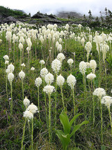Bear Grass Aka Bear Lily Beargrass Ornamental Xerophyllum Tenax Flower 1... - £4.70 GBP