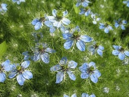 120 Dwarf Nigella &quot;Love In A Mist&quot; Clear Blue Dwarf Annual Flower Seeds Fresh Ga - £7.98 GBP