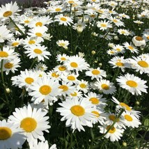 Te L Shasta Daisy Seeds 200+ Flower Perrenial White Flower - £2.35 GBP