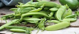 150 Sugar Snap Peas Seeds - Highest Quality - Cheapest - Good Protien - £10.38 GBP