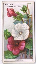 Wills Cigarette Card Garden Flowers #30 Malopes - £0.78 GBP